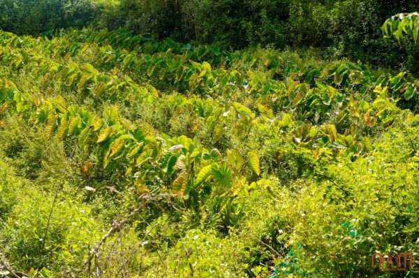 Chè đậu xanh (đường Noom, đậu xanh giống thuần chủng, khoai môn Noom)