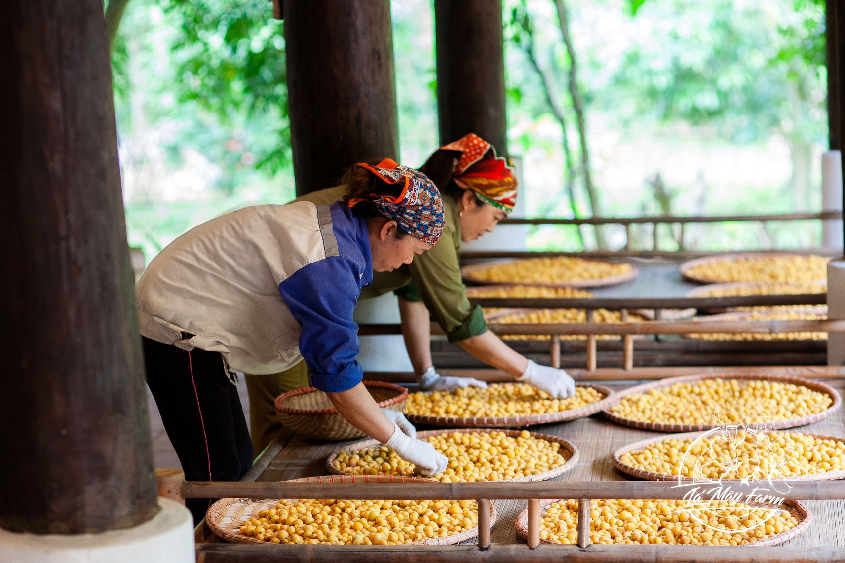 Mơ muối Umeboshi – Lá Mây Farm