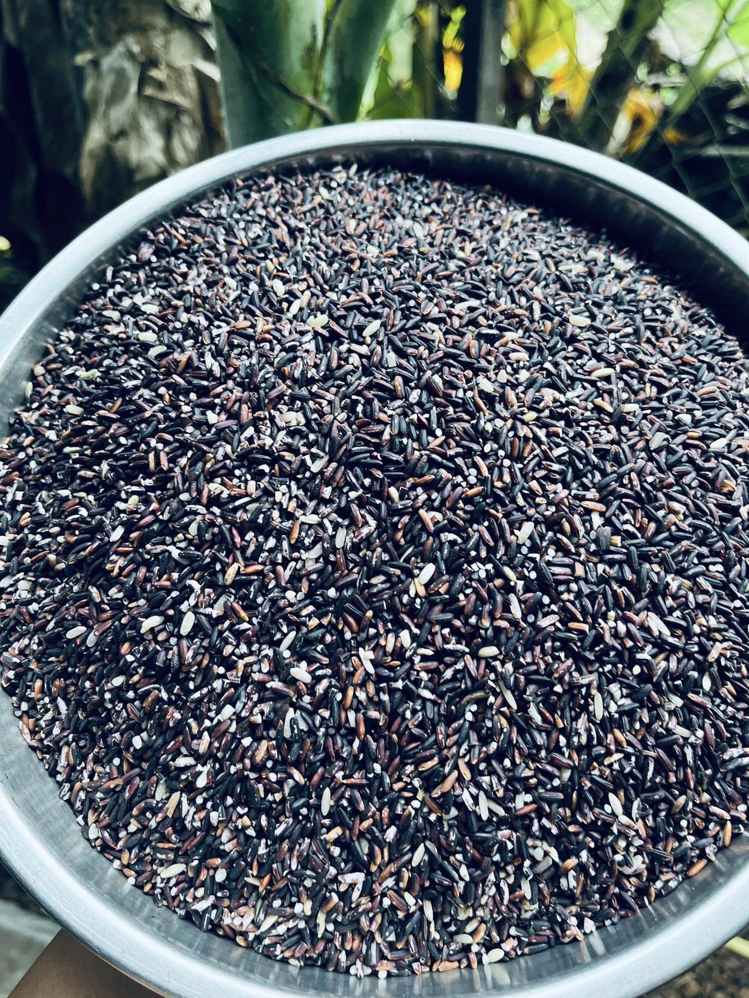 Nếp Than Lứt Thơm Rằng Thơm