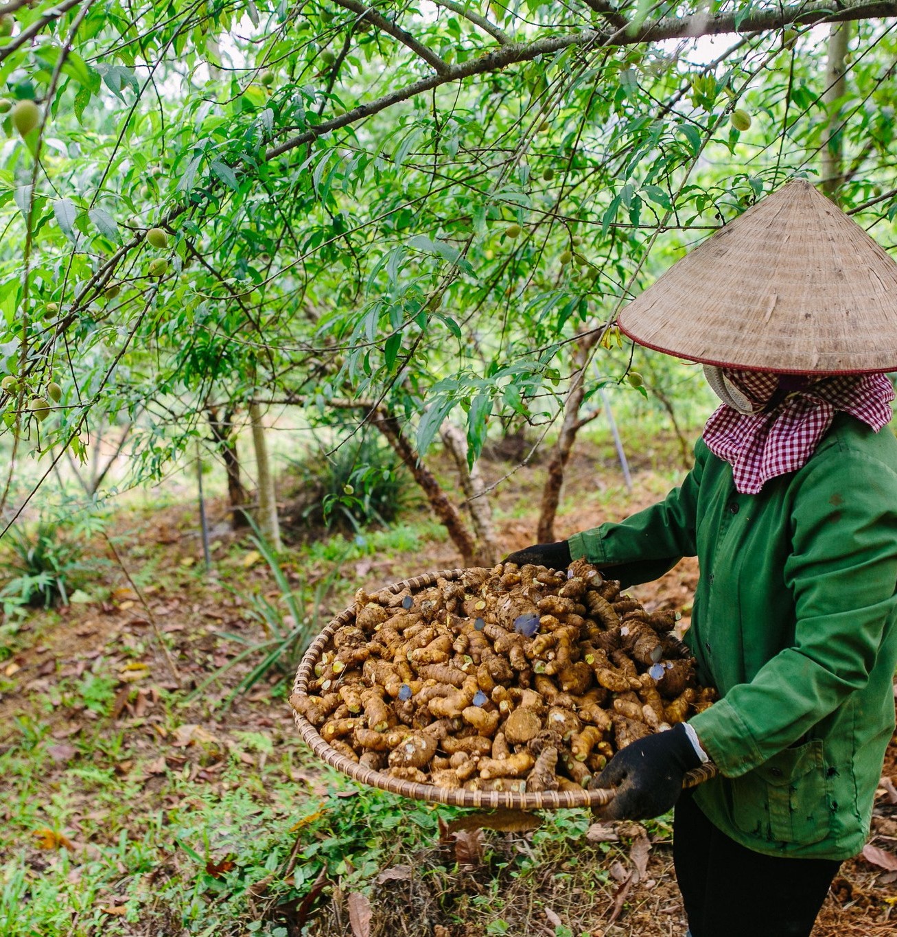 Nghệ Đen Mật Ong - Lá Mây Farm