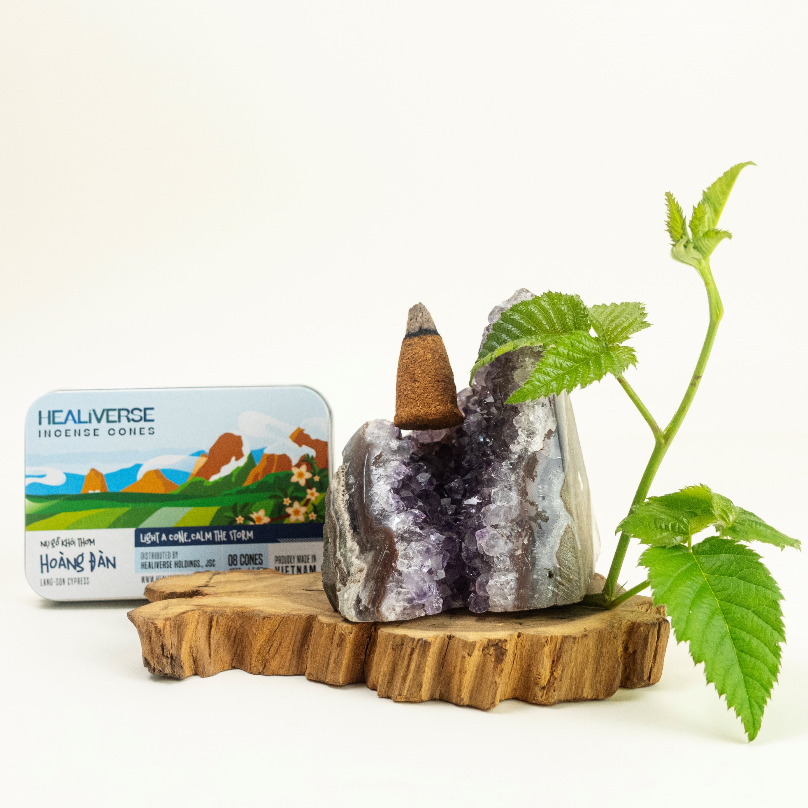 Nụ Gỗ Thơm Hoàng Đàn Lạng Sơn (Lang-Son Cypress) - Healiverse