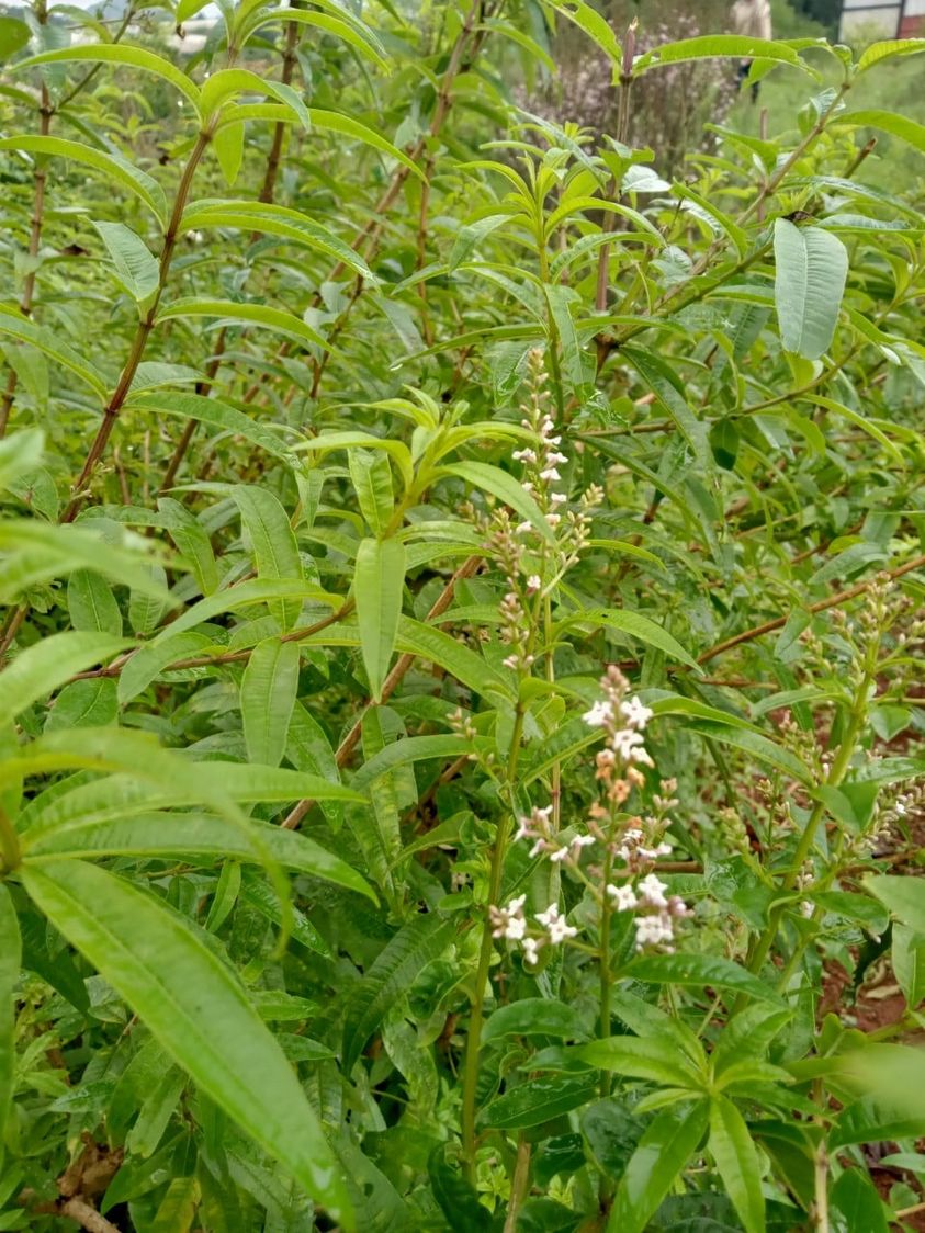 Tinh dầu sả chanh Pháp (lemon verbena)/ cỏ roi ngựa (5ml) - Tùng Hạ Farm