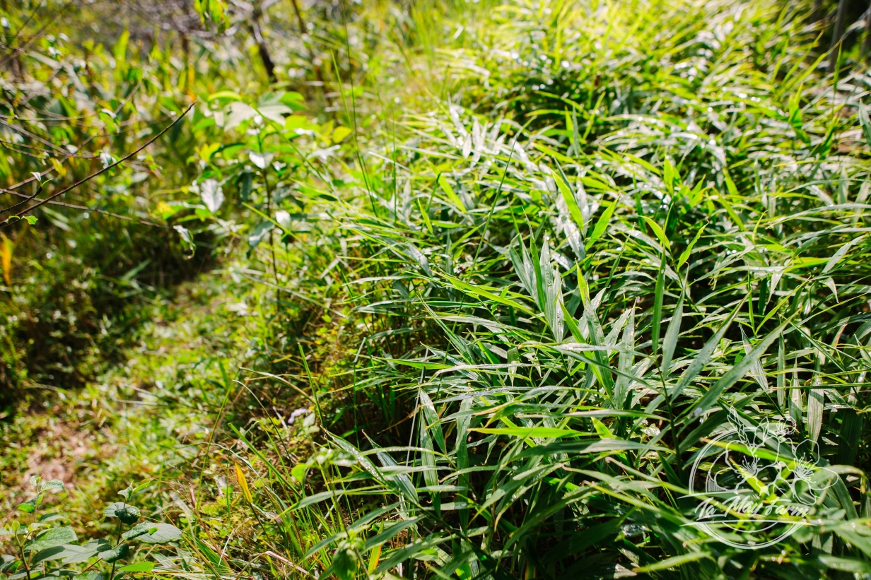 Hồng Sâm Mật Gừng 500ml - Lá Mây Farm