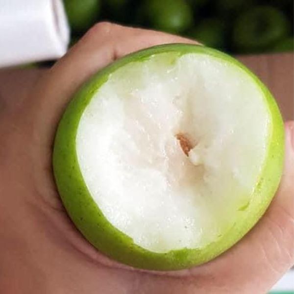 Táo xanh ta (táo gió) vườn Hồ Vàng