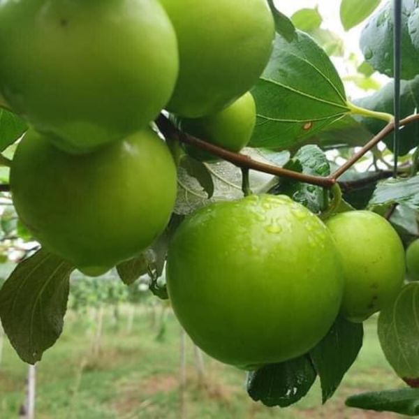 Táo xanh ta (táo gió) vườn Hồ Vàng