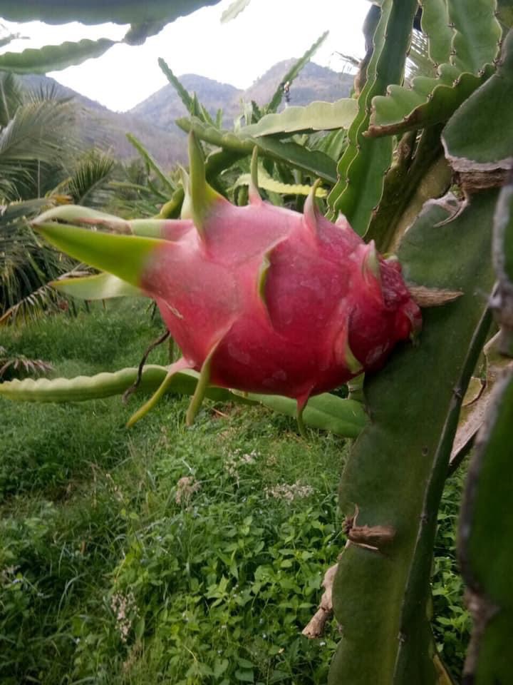 Thanh long hữu cơ LetNature