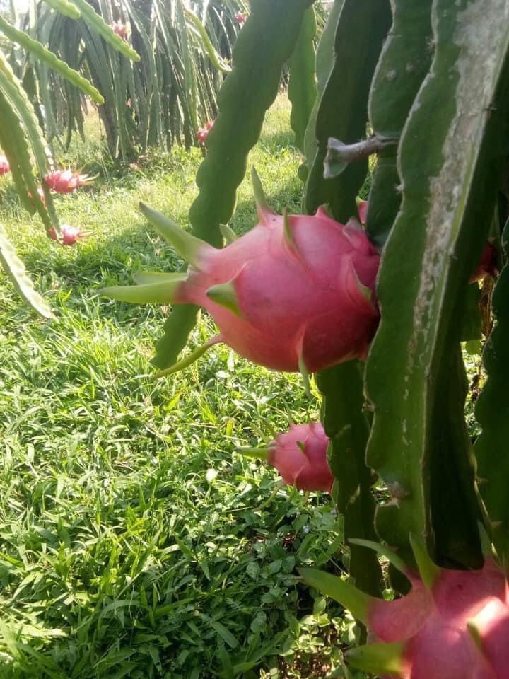 Thanh long hữu cơ LetNature
