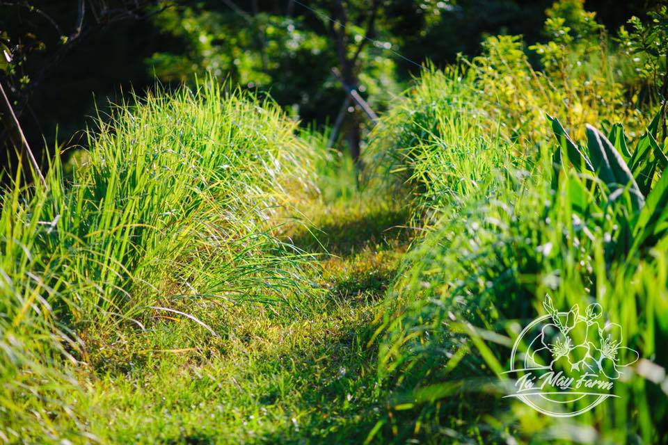 Tinh dầu sả chanh (hũ khuếch tán) 10ml - Lá Mây Farm