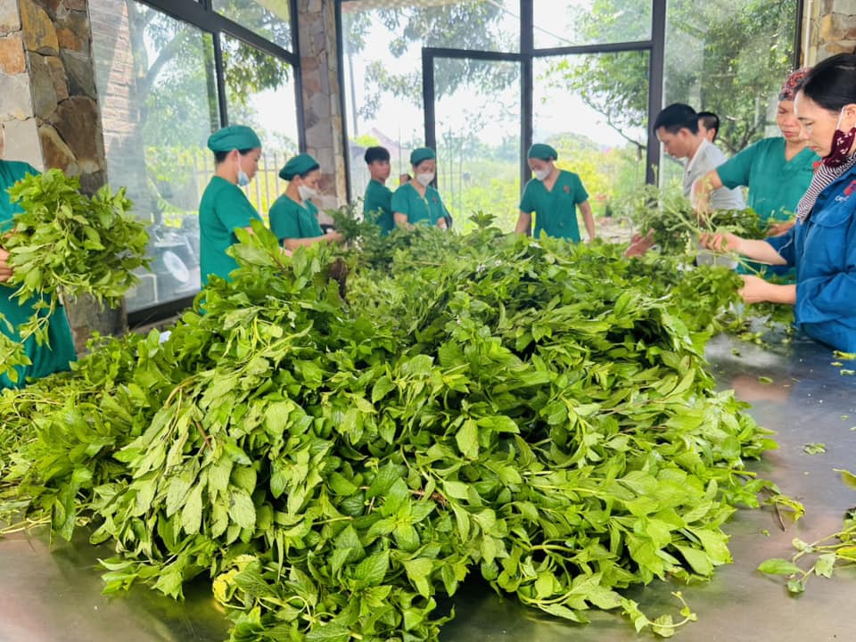 Trà Lá Bạc Hà Sấy Karose