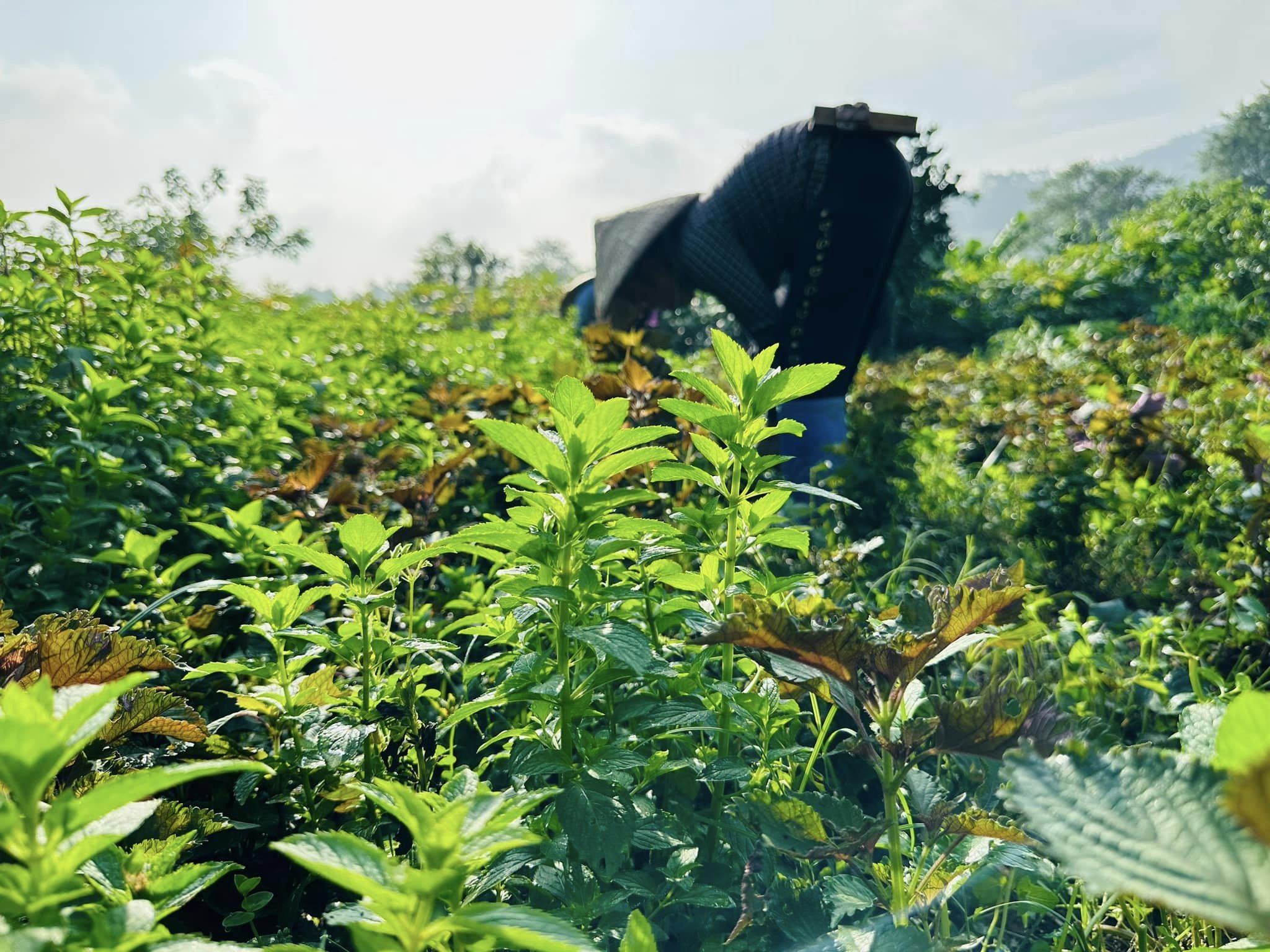 Trà Lá Bạc Hà Sấy Karose