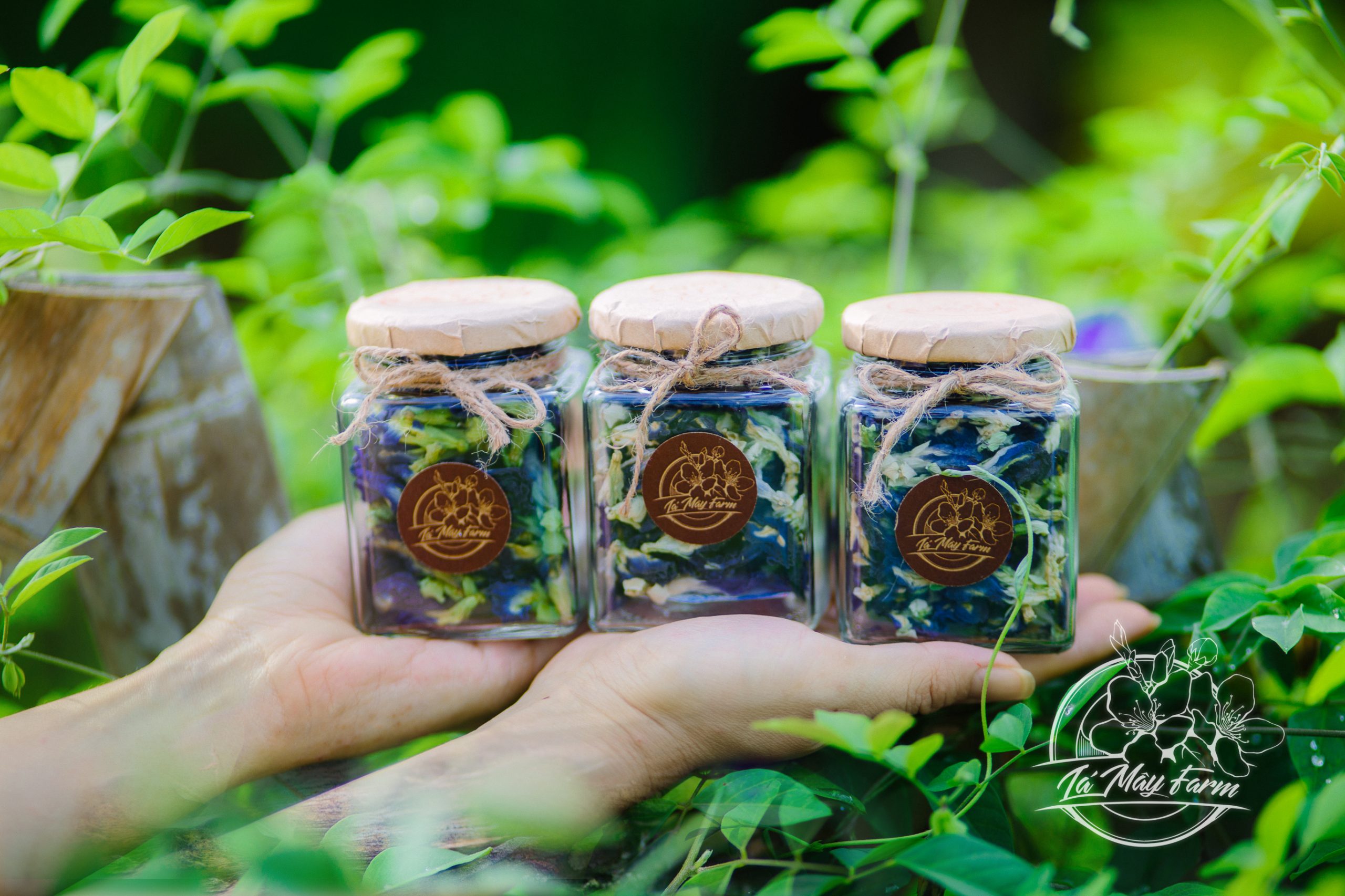 Trà hoa đậu biếc - Lá Mây Farm