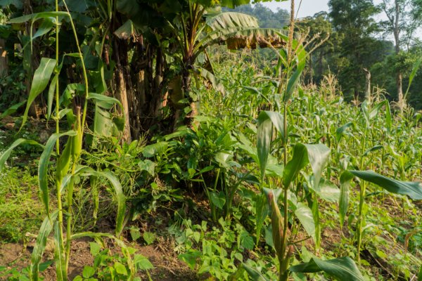 Đậu ngự khô vườn rừng Tây Giang - Noom