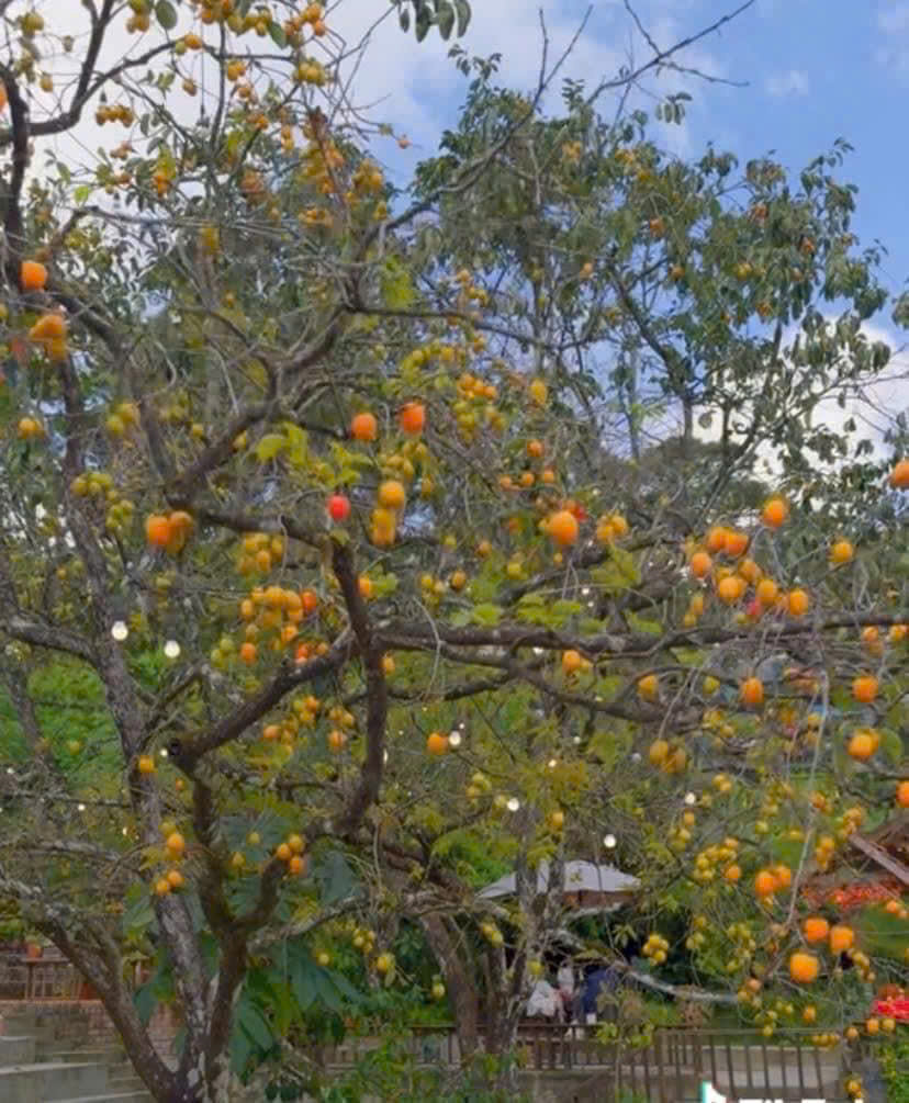 Hồng sấy gió Đà Lạt 500g