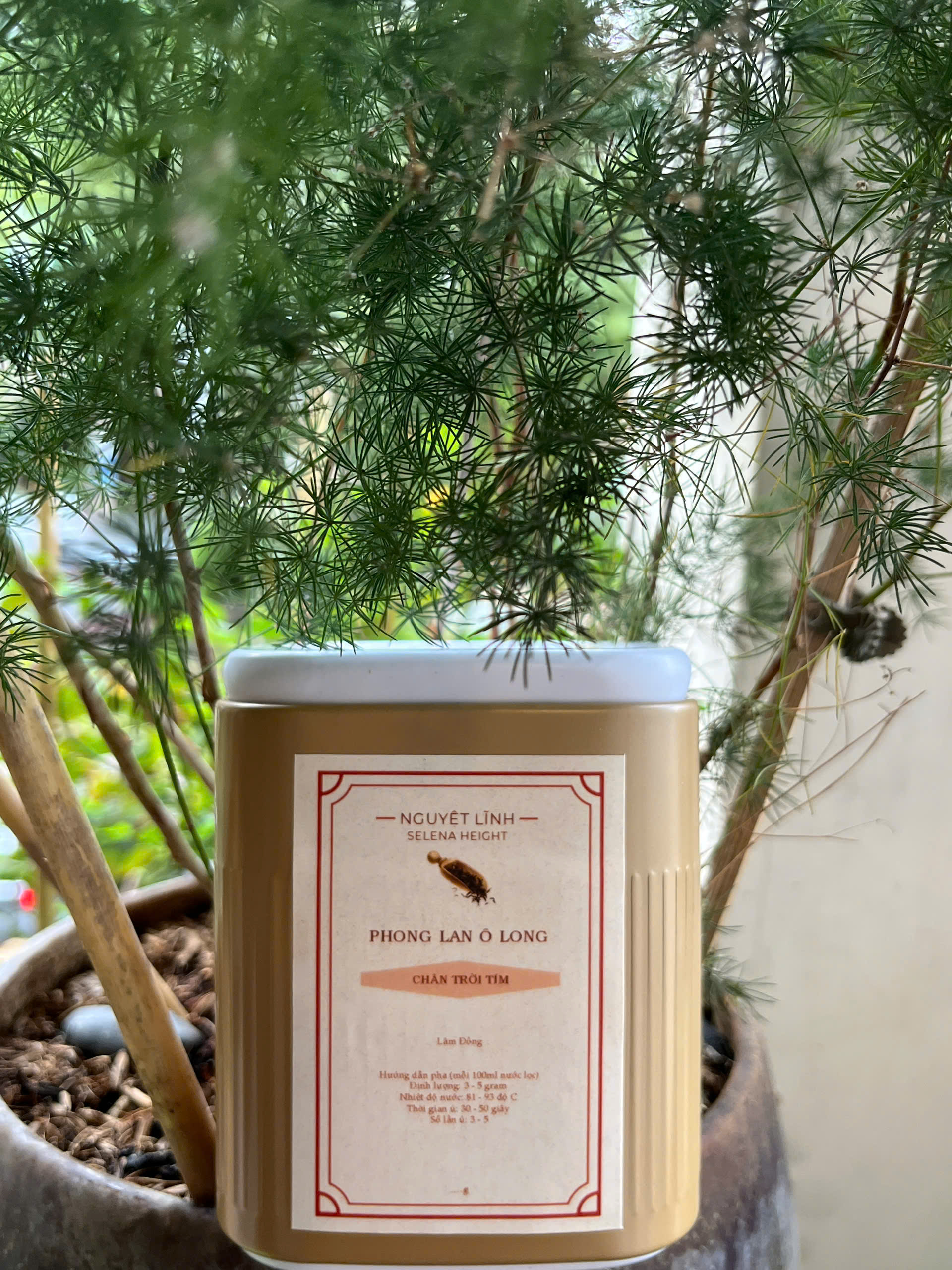 PHONG LAN Ô LONG - CHÂN TRỜI TÍM (OOLONG BAO LOC)