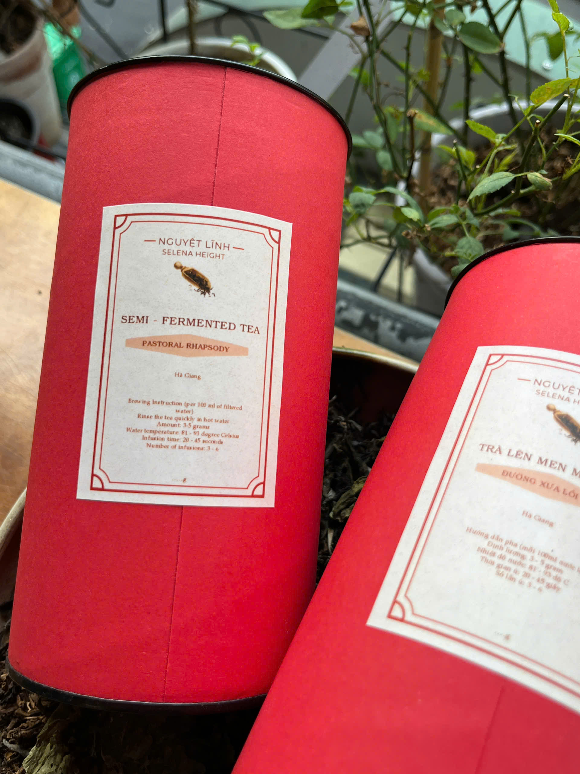 TRÀ LÊN MEN MỘT PHẦN  - SEMI - FERMENTED TEA - Hà Giang