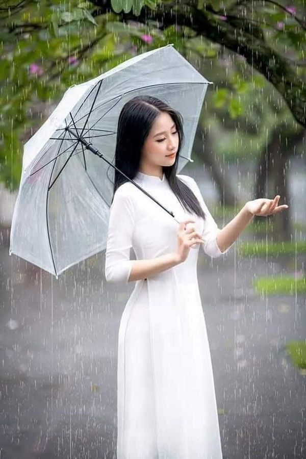 Ô Dù Trong Suốt Đi Mưa Ô Dù Chụp Hình Phong Cách Nhật Bản A0133