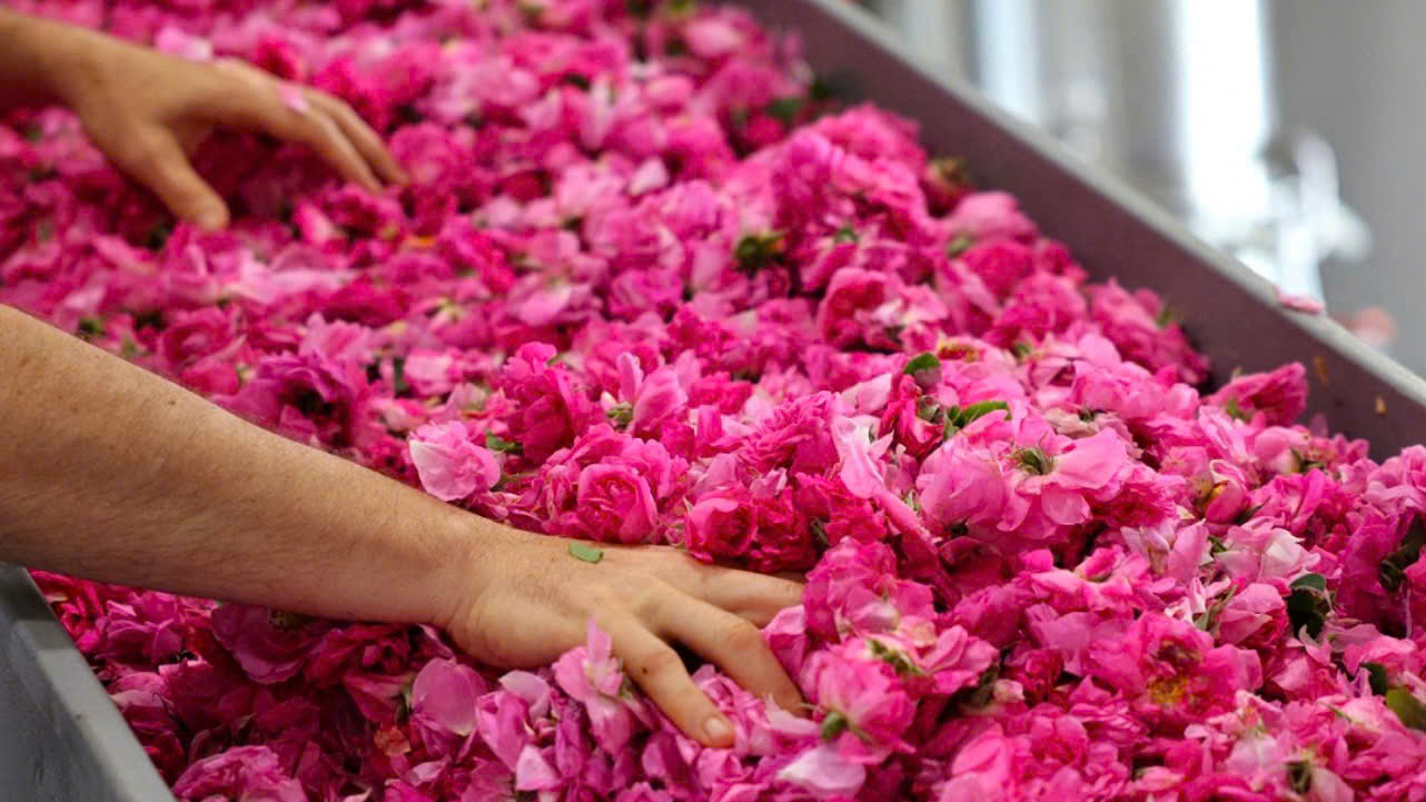 Bugaria Rose Essential Oil