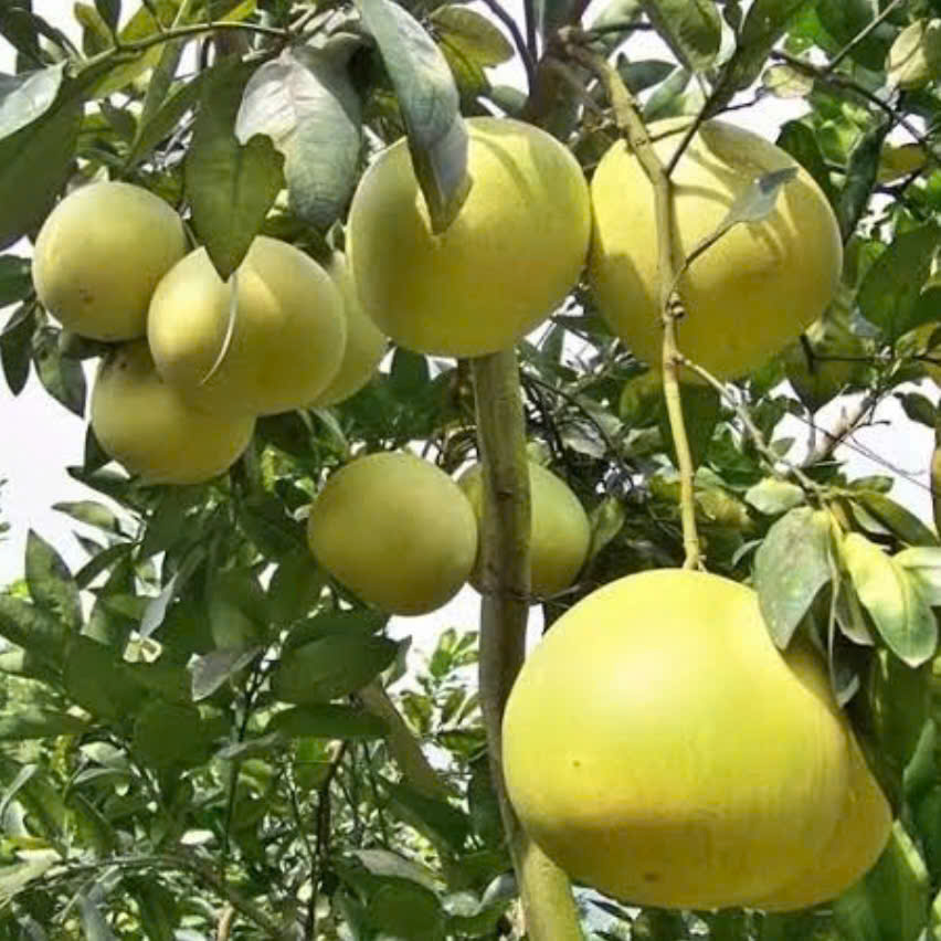 Tinh dầu bưởi
