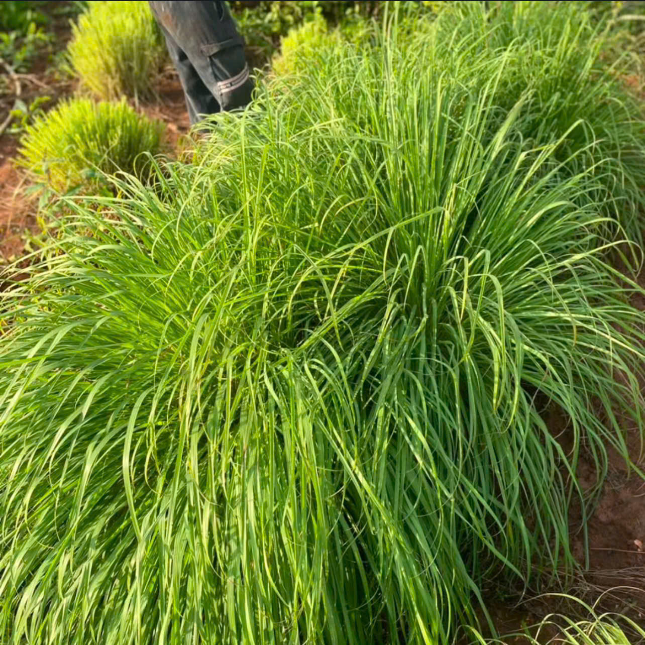 Lemongrass Essential Oil