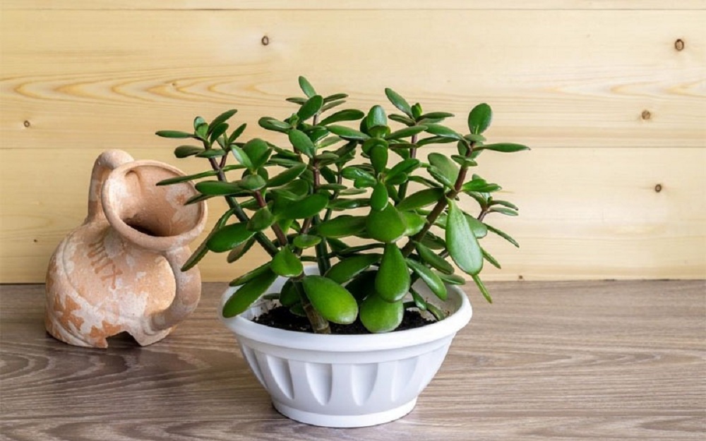 Cây ngọc bích để bàn cho người mệnh Mộc
