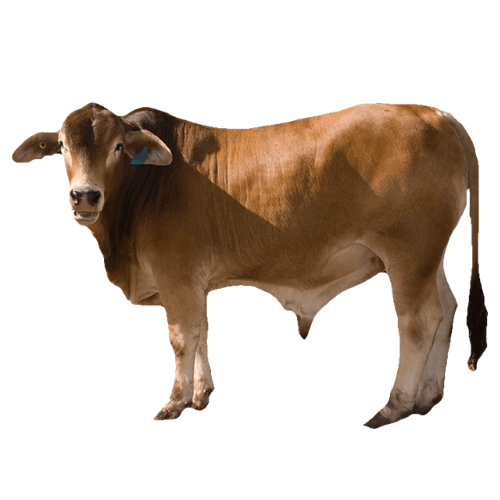 THỰC PHẨM KHÁC