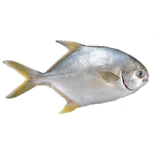 HẢI SẢN NGUYÊN CON