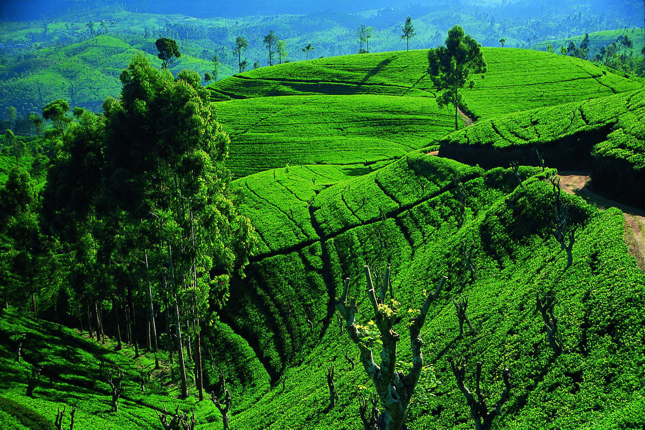 Đồi chè srilanka