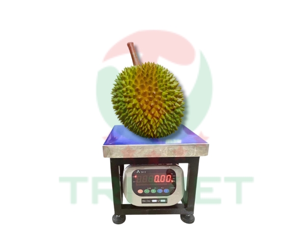 Cân ghế ngồi điện tử 200kg TV200G-501E (30x40) cân sầu riêng
