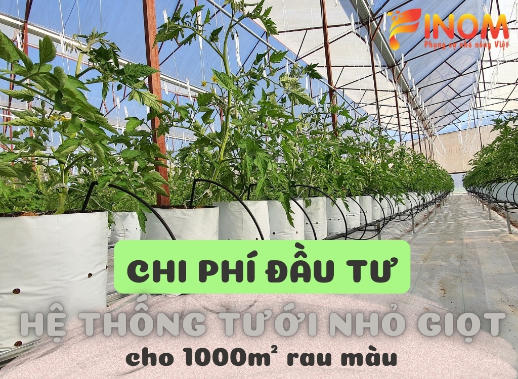 CHI PHÍ ĐẦU TƯ HỆ THỐNG TƯỚI NHỎ GIỌT CHO 1000M2 RAU MÀU