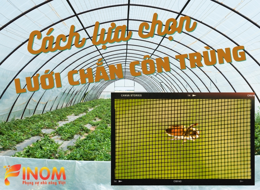 CÁCH LỰA CHỌN LƯỚI CHẮN CÔN TRÙNG CHO NHÀ MÀNG