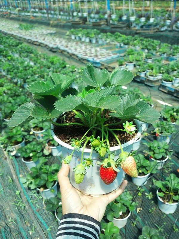Hướng dẫn tự trồng dâu tây tại nhà đơn giản nhất