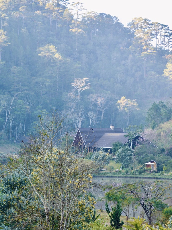 Rừng thông và căn nhà gỗ tại Lat Valley