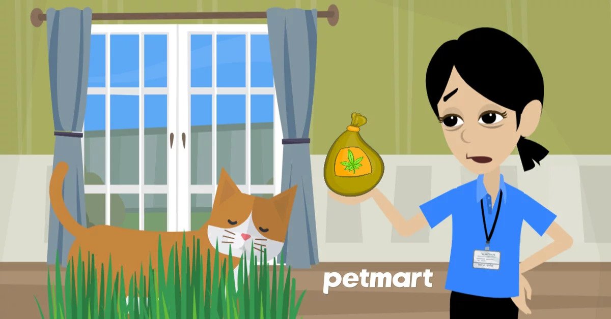 Cỏ bạc hà mèo là gì, Catnip cho mèo gây phê thế nào?