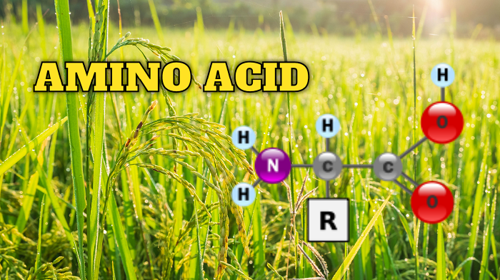 5 thời điểm vàng nên phun amino axit cho cây trồng