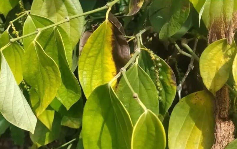 Xử lý nhanh chóng bệnh chết nhanh trên cây hồ tiêu bằng biện pháp sinh học