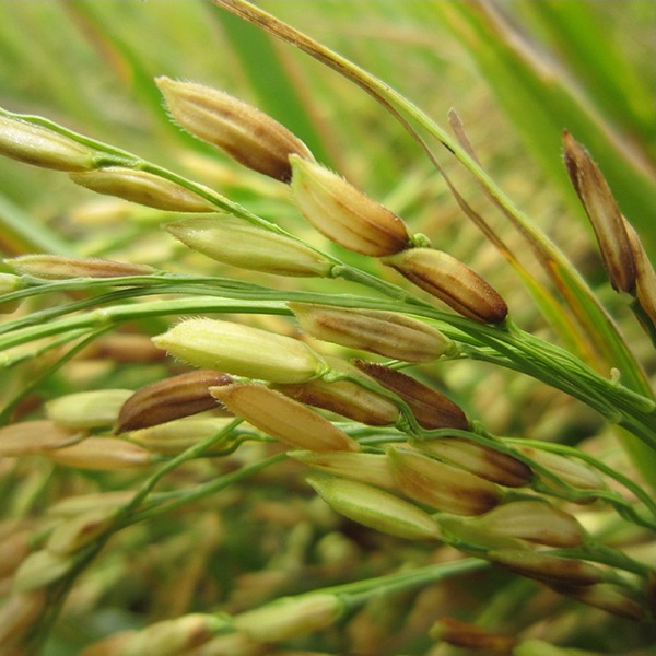 Bệnh lem lép hạt trên lúa