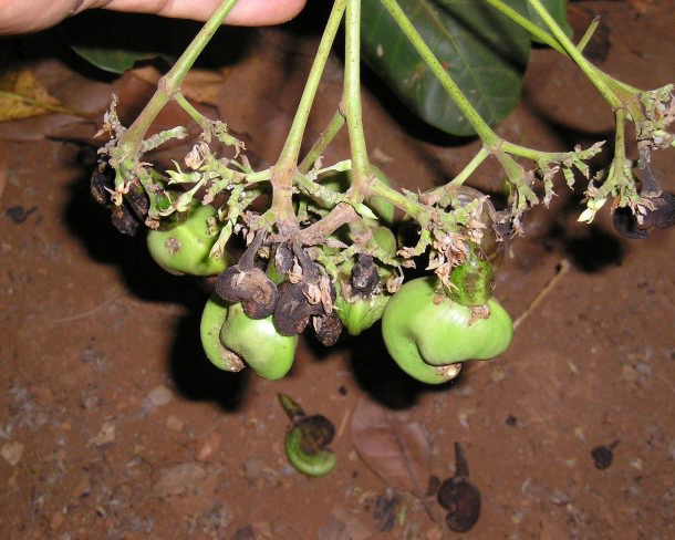 Bệnh thán thư trên cây điều: Nguyên nhân, dấu hiệu và cách phòng trị