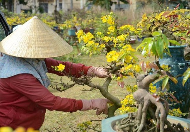 Bí quyết chăm mai vàng sau Tết để năm sau mai tiếp tục nở rộ
