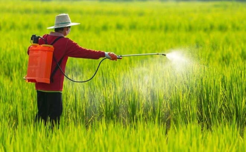Nguyên nhân nào khiến thuốc trừ sâu giảm hiệu quả?