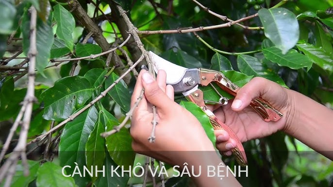 Hướng dẫn cách tỉa cành cà phê sau thu hoạch đúng kỹ thuật