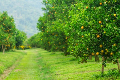 Phân biệt các dạng thiếu dinh dưỡng trên cây có múi và cách xử lý