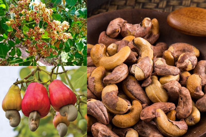 Kỹ thuật trồng cây điều cho năng suất cao, đậu trái nhiều