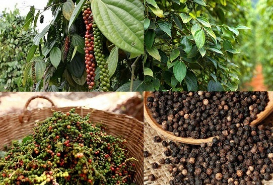 Hướng dẫn kỹ thuật chọn giống hồ tiêu năng suất cao