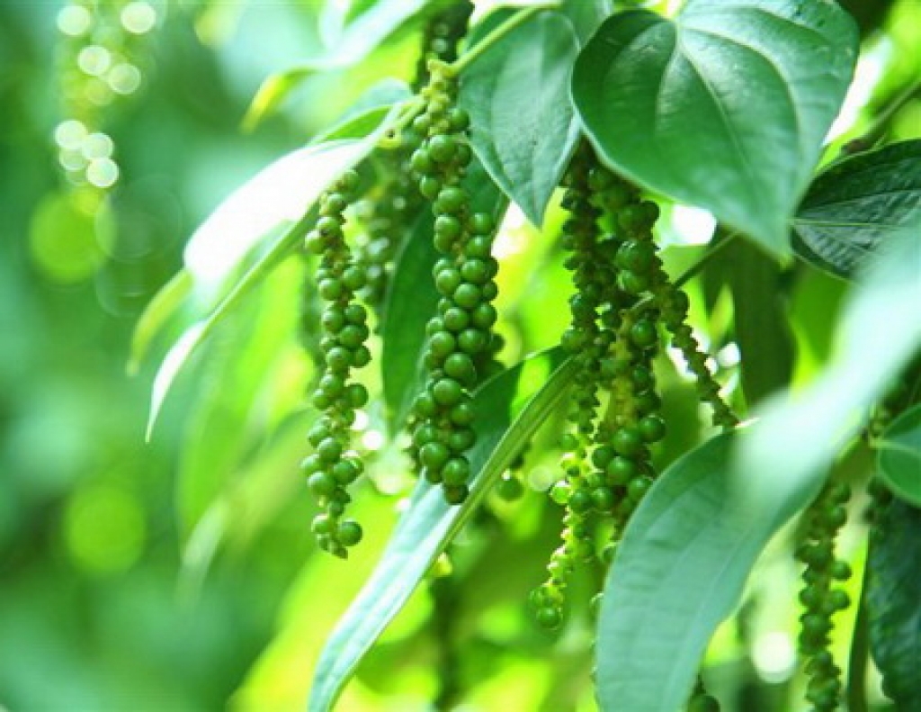 Chăm sóc hồ tiêu mùa mưa: Những lưu ý quan trọng không thể bỏ qua