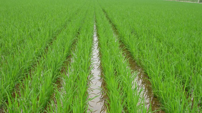 Kỹ thuật chăm sóc lúa giai đoạn đẻ nhánh cho năng suất cao