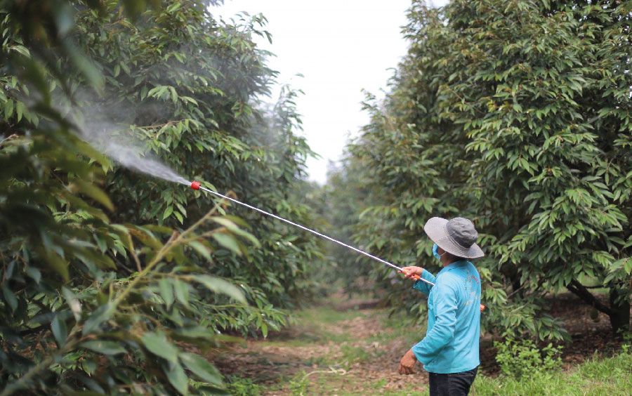 3 lưu ý quan trọng khi chăm sóc cơi đọt cuối trên sầu riêng