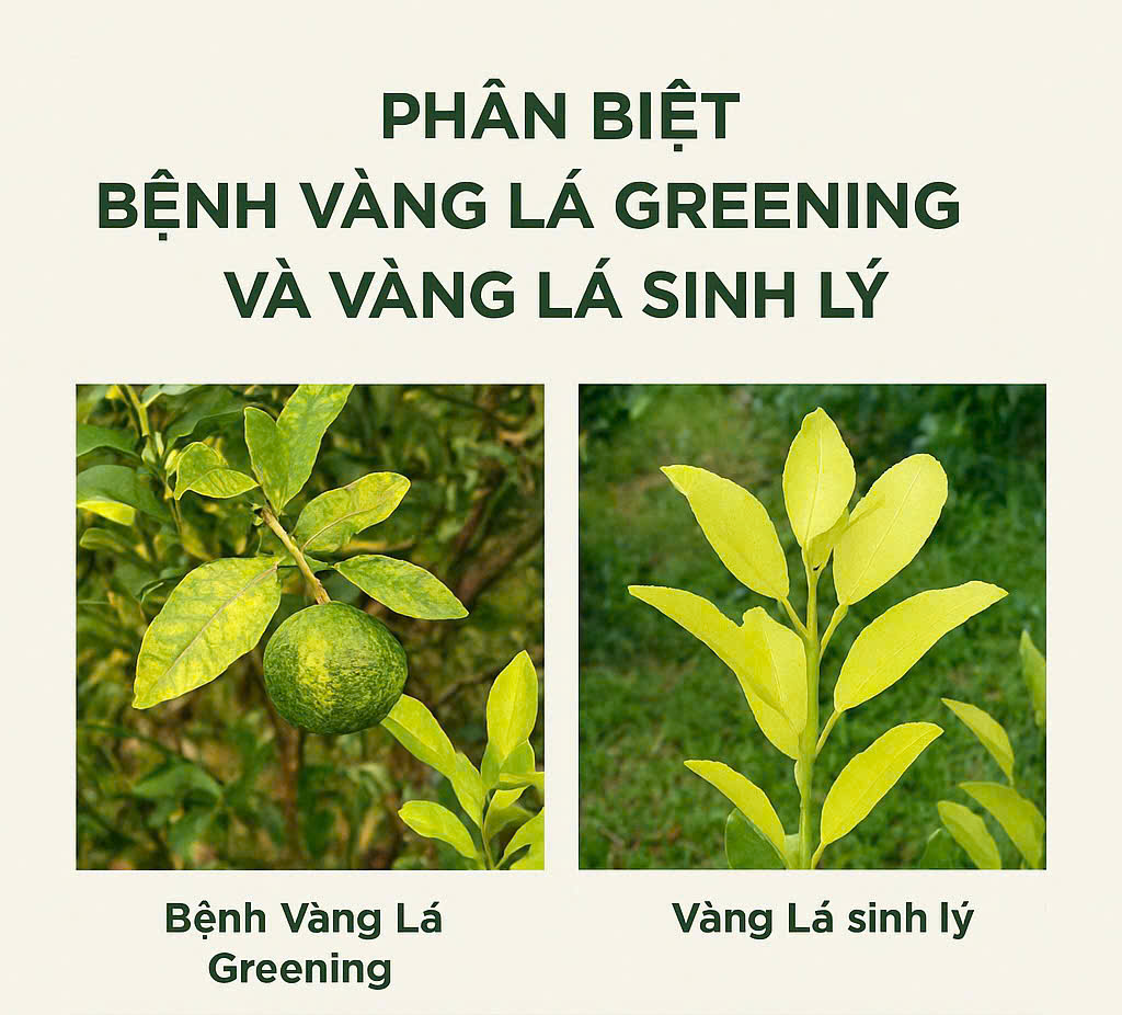 Phân biệt bệnh vàng lá greening và vàng lá sinh lý trên cây có múi