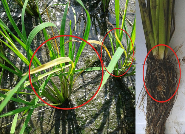 Kỹ thuật xử lý phèn, mặn, ngộ độc hữu cơ trên ruộng lúa hiệu quả
