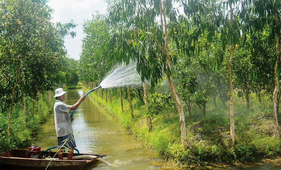 Hướng dẫn rửa vườn đúng cách, quét sạch rong rêu, nấm hại