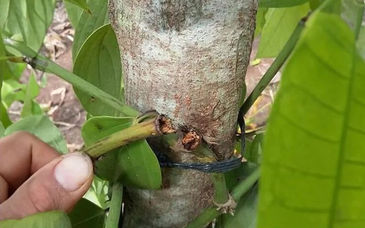 Cách phòng trị bệnh rụng đốt trên cây tiêu hiệu quả